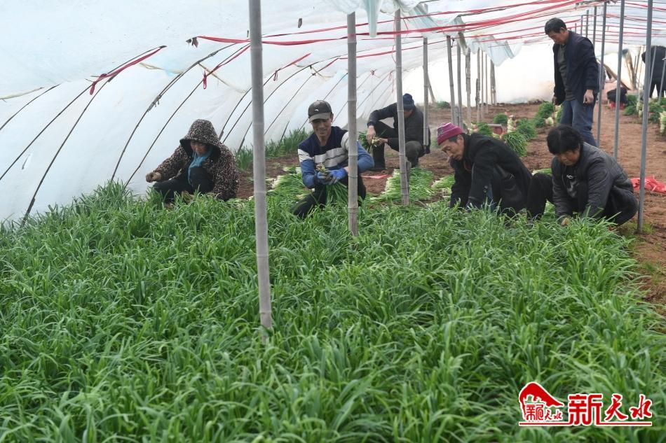 天水武山秧歌开门红,武山秧歌开门红