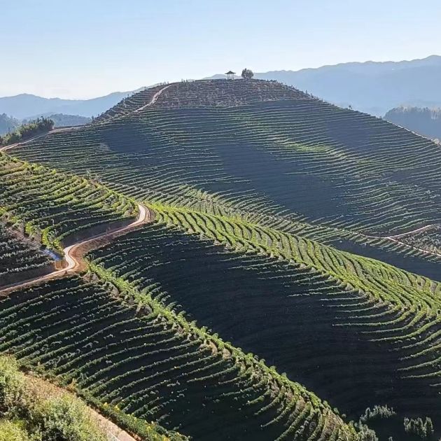 吴洪娇获亚洲冠军,吴洪娇夺冠视频