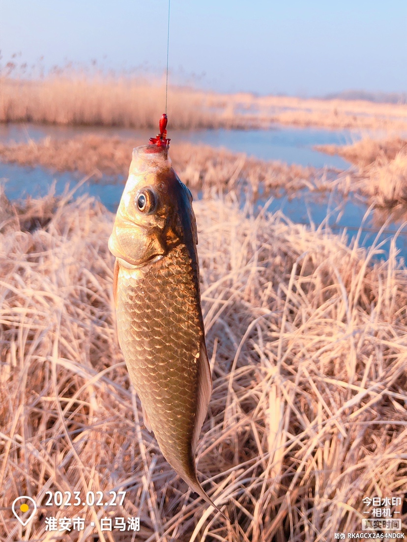 白马湖禁止钓鱼吗,白马湖朝阳河禁钓吗
