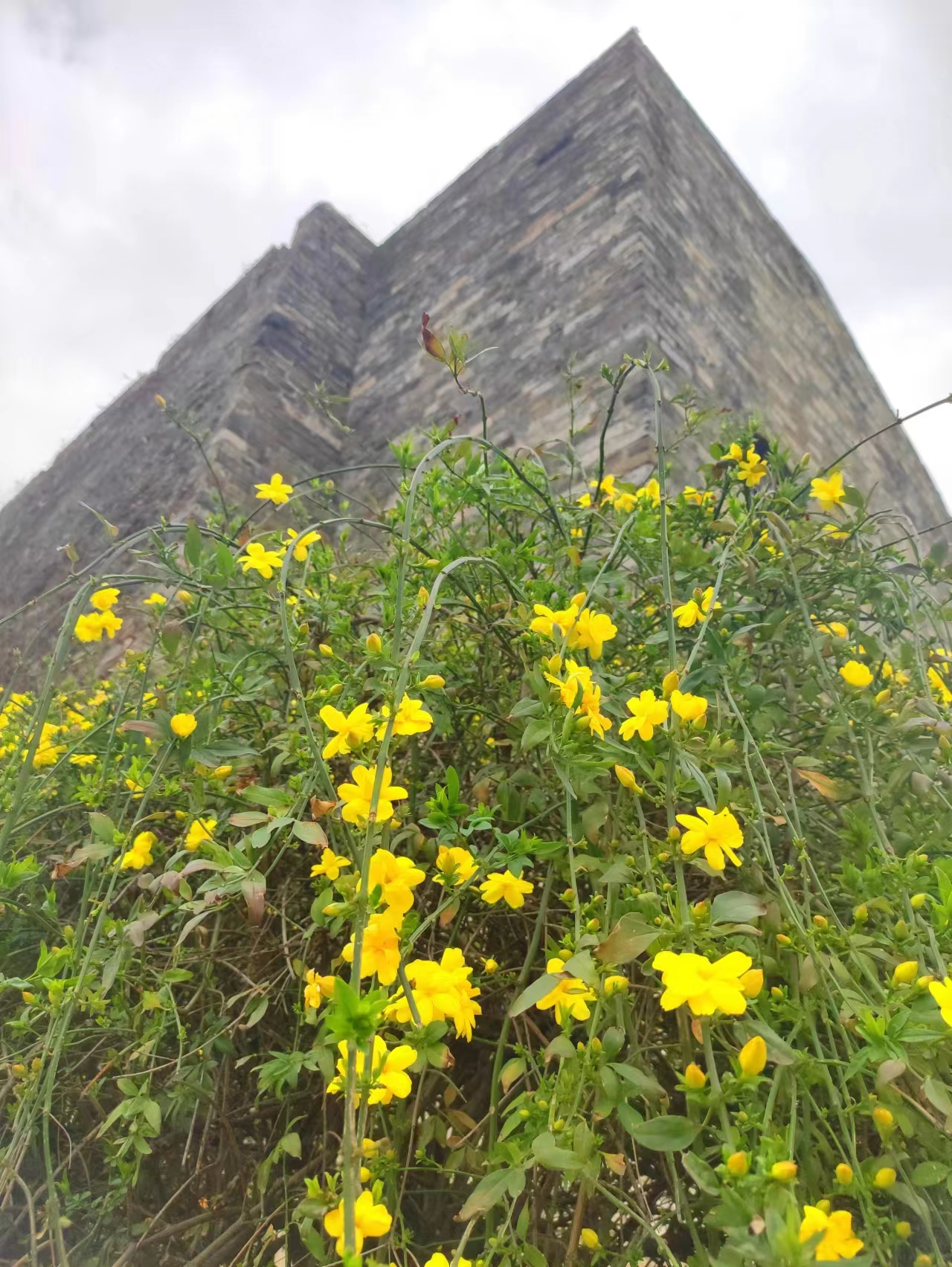 3月赏花全攻略,上班路上赏花走花路