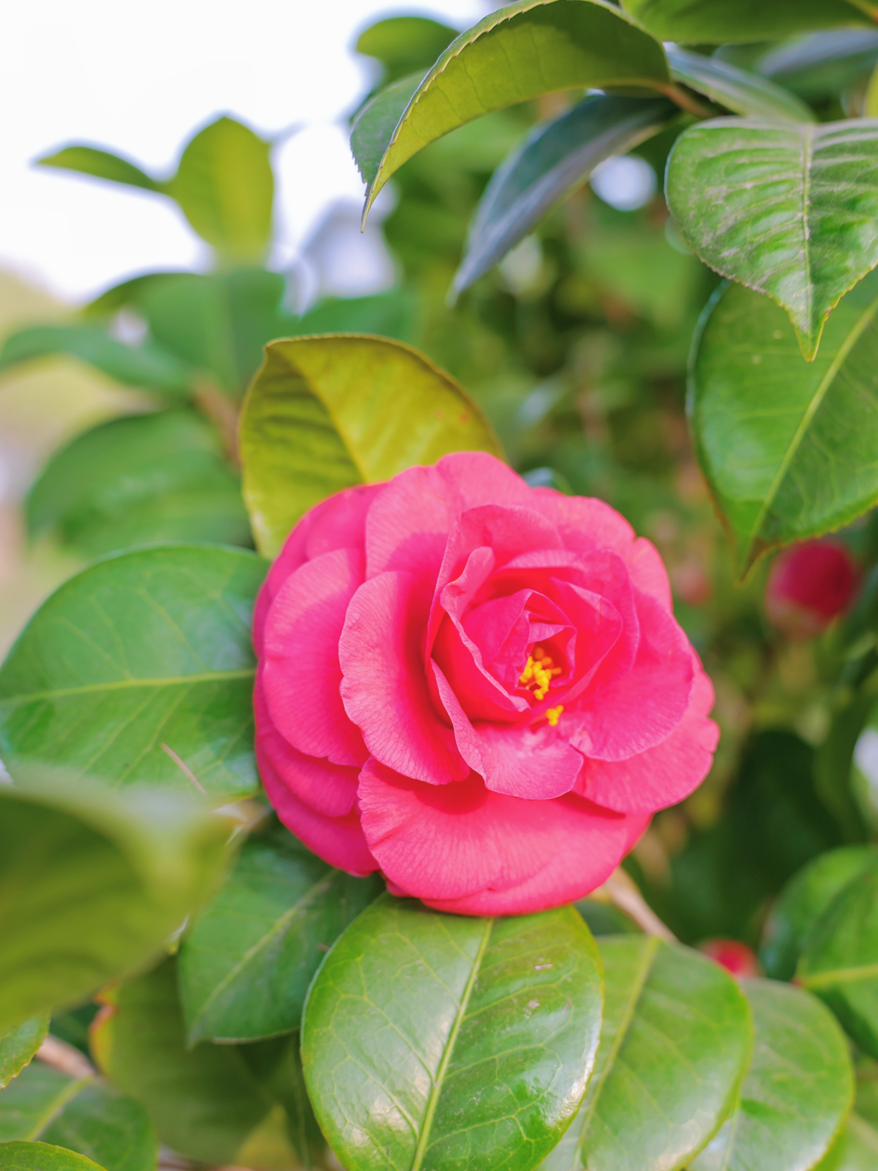 3月赏花全攻略,上班路上赏花走花路