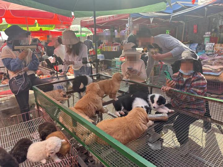 宠物线上代购主播背后的圈套：谁演得好谁就赚得多