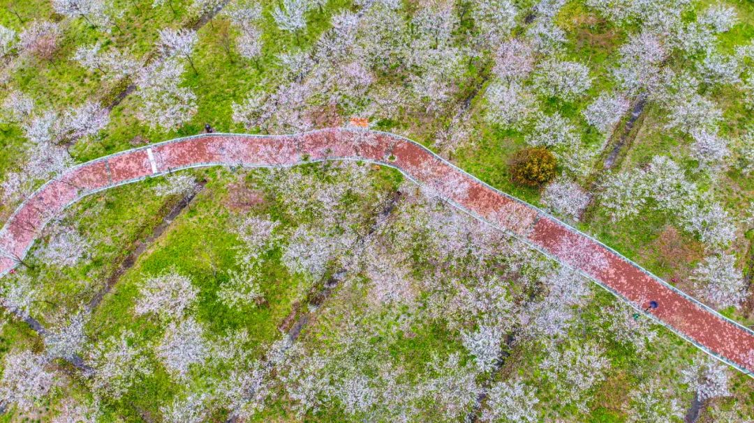 荆州赏樱,中国十大赏樱胜地最值得去的