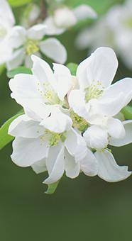 有关二十四节气春分经典诵读,经典诵读二十四节气春分完整版