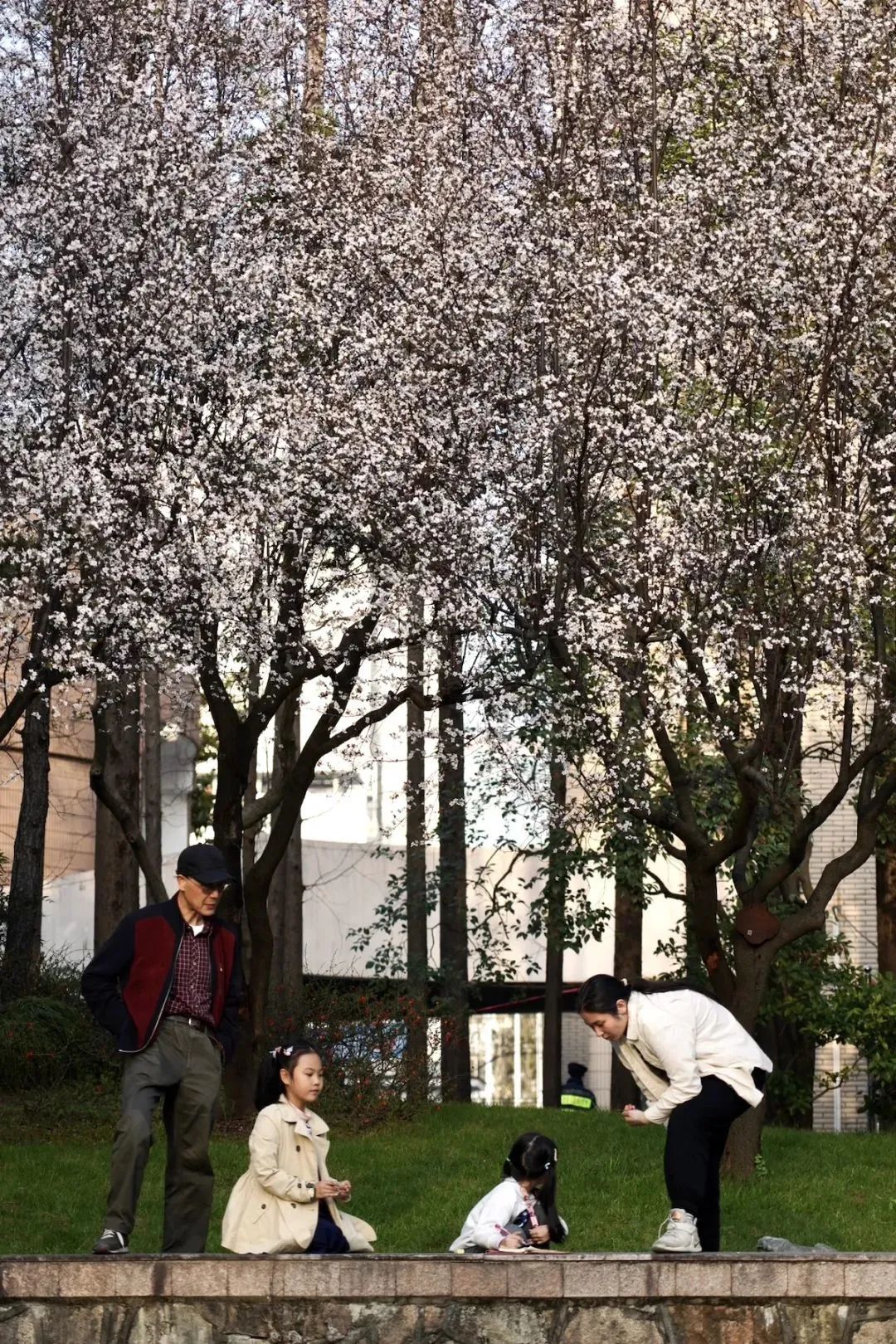 春日赏花先识花，识花先看这一篇~