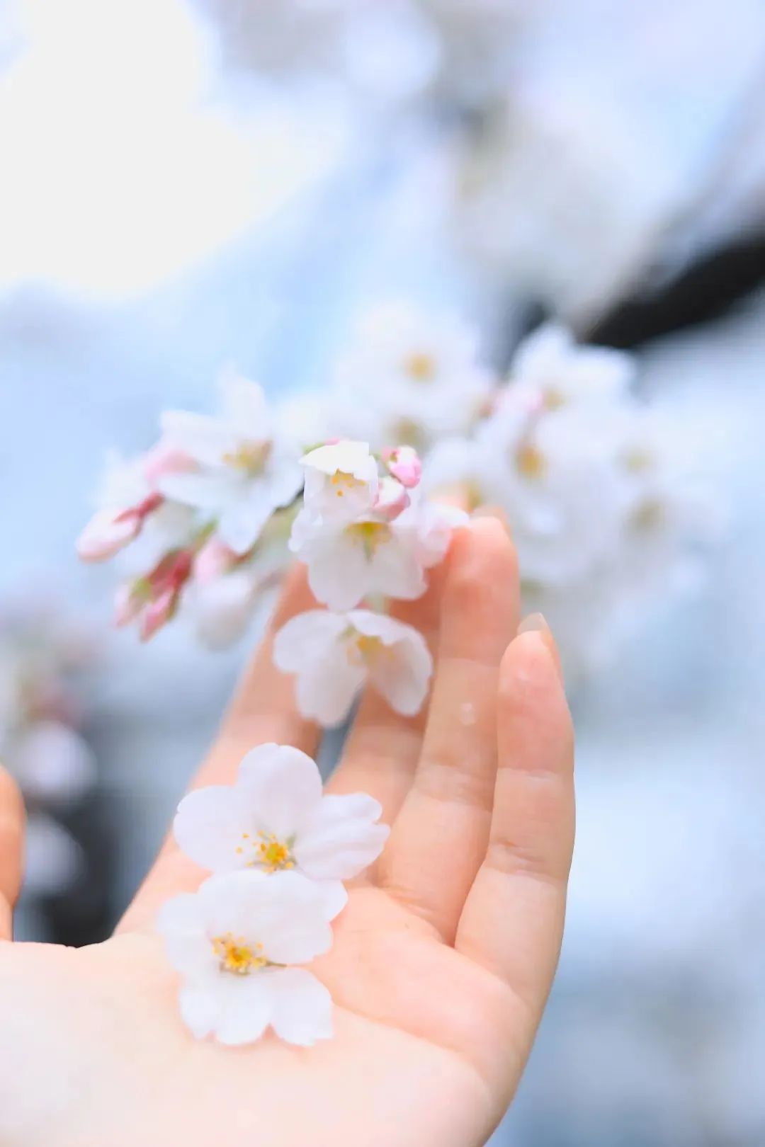 春日赏花先识花，识花先看这一篇~