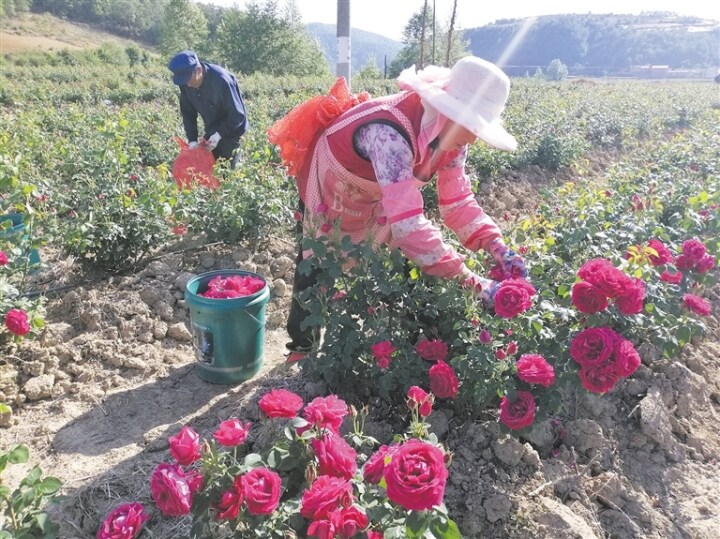 曲靖潇湘街道升官屯,升官屯玫瑰基地花期