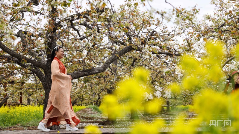 赵县梨花观赏地,发现河北之美