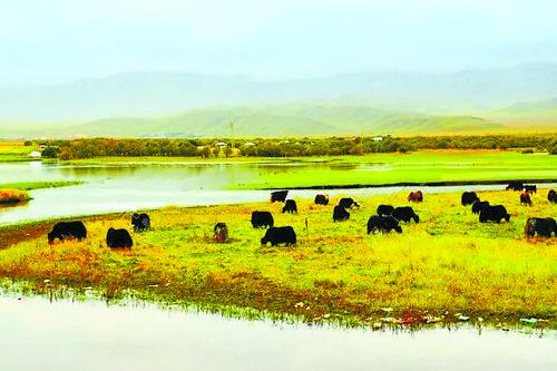甘南的美食糌粑怎么读,甘南石磨糌粑