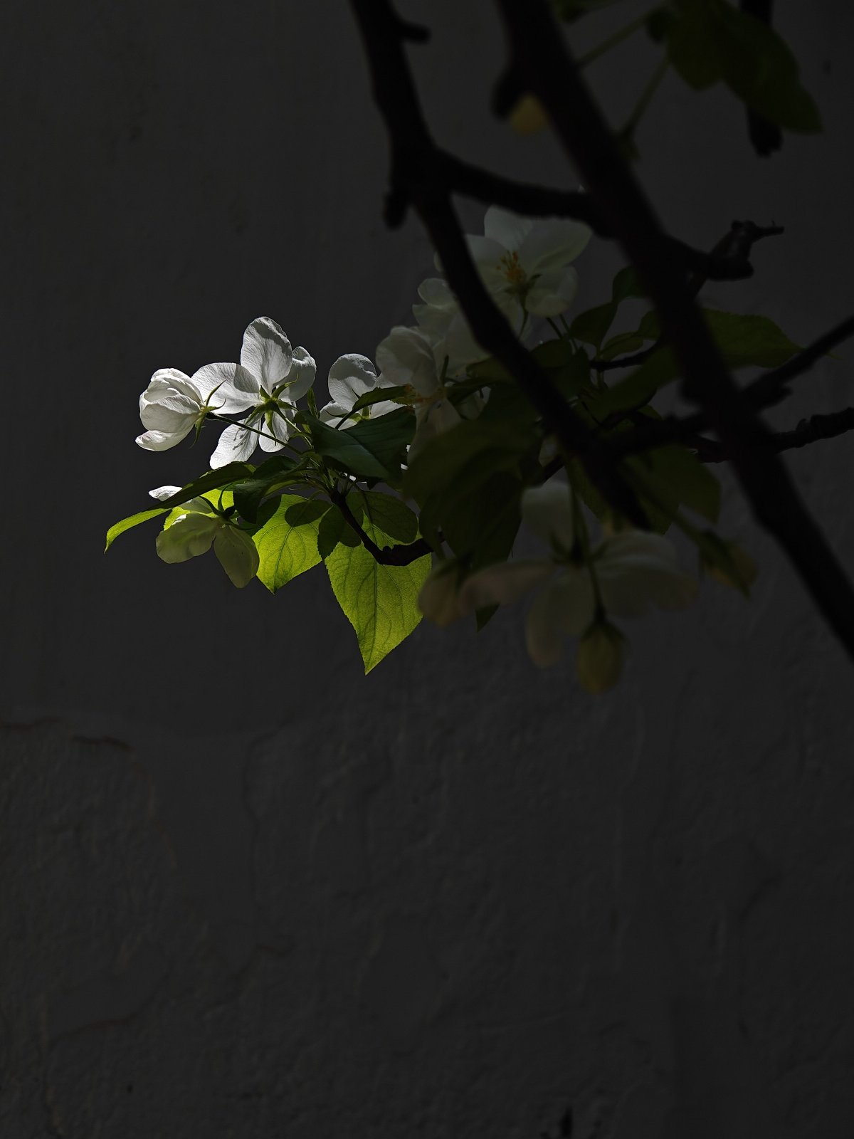 oppofindx6pro,oppofindx6pro鐪熷疄浣撻獙鎷嶇収