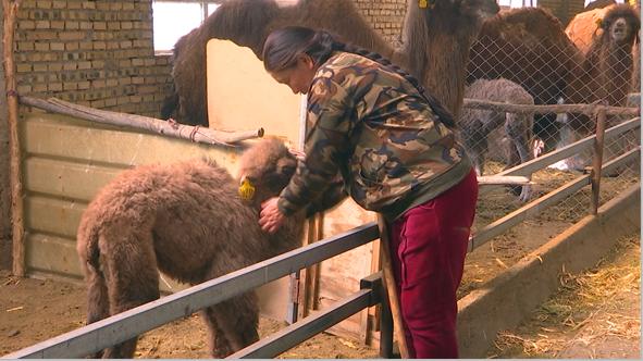 骆驼养殖场双峰驼,养骆驼成为牧民增收好路子