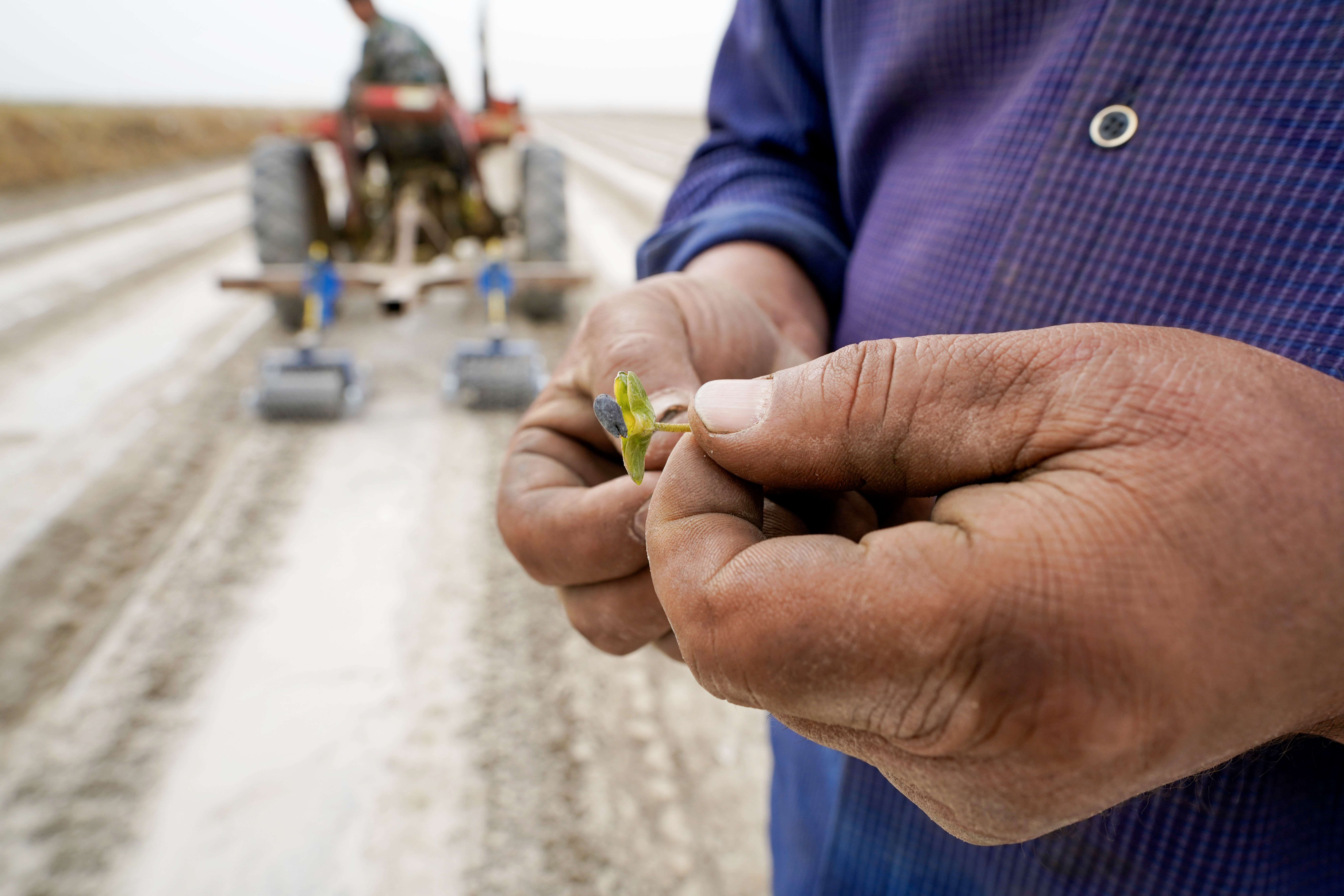 棉花本来的颜色,社会四季的变化