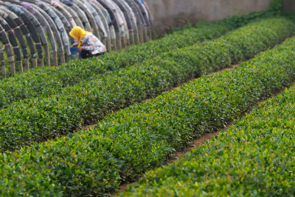 半岛调查指的是什么,半岛调查