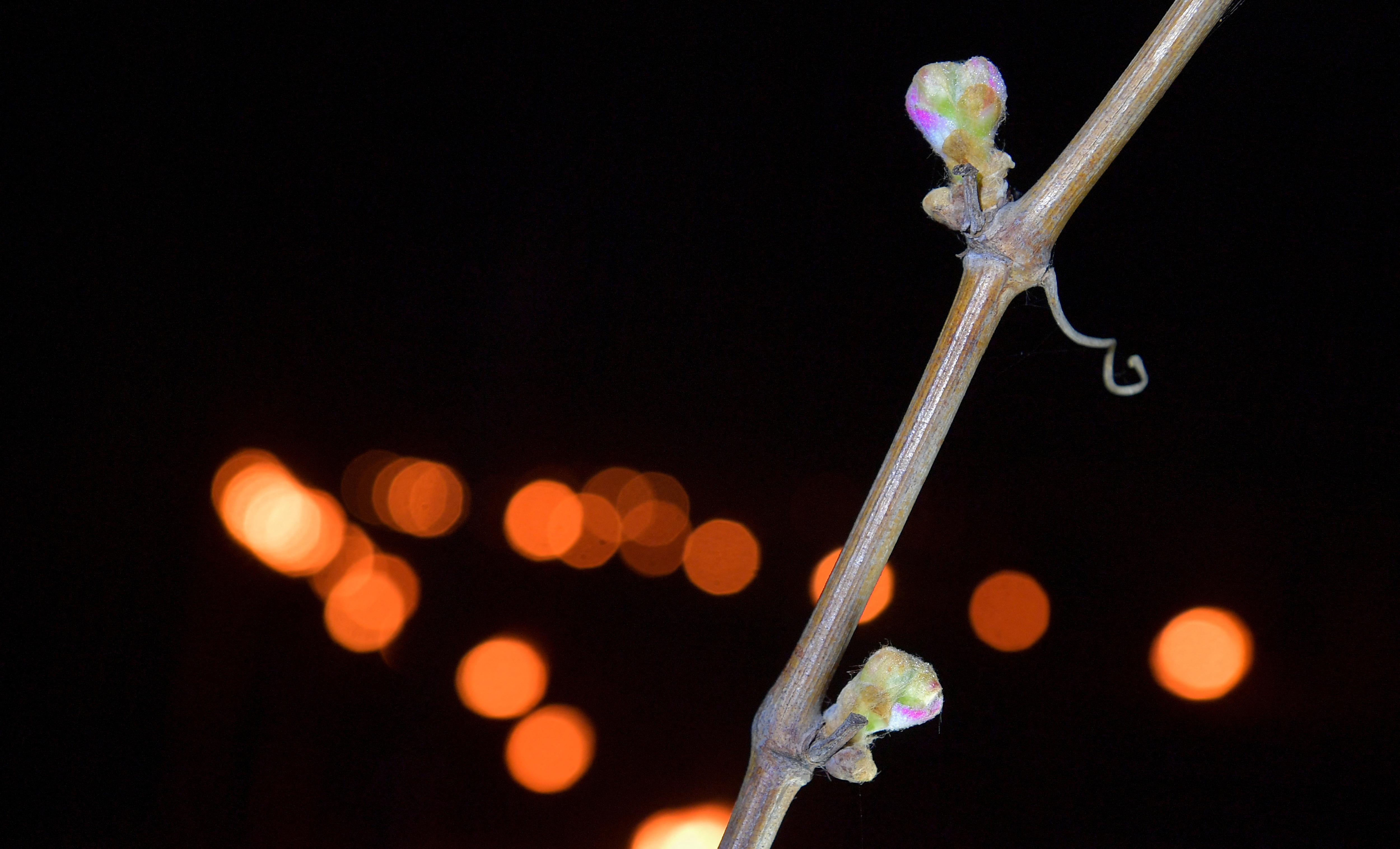 外代一线维也纳,外代一线西班牙