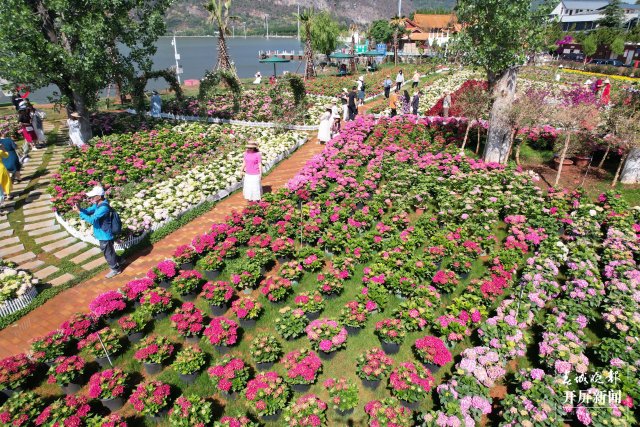 云南海埂公园万亩绣球花公园,昆明海埂公园绣球花美景