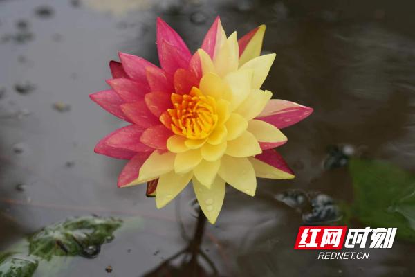 像极了莫奈笔下的睡莲,大通湖发现罕见双色睡莲