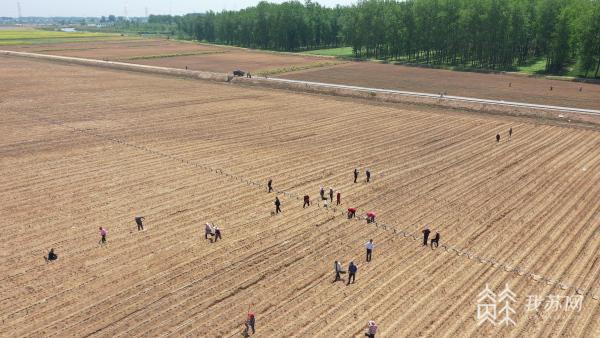 盐城响水：特色农业串起黄河故道富民产业链