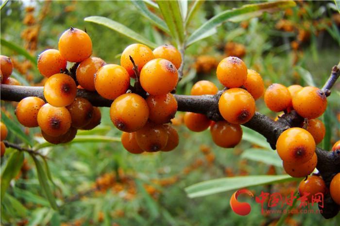 定西沙棘果推荐,甘肃漳县沙棘种植基地