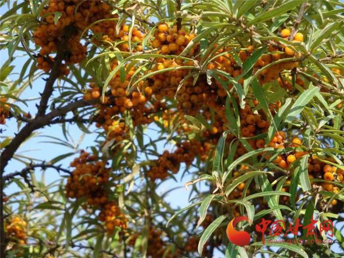 定西沙棘果推荐,甘肃漳县沙棘种植基地