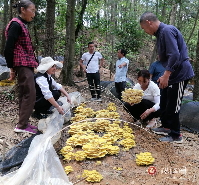 “借绿”生金“钱景”可观——罗平县花红村榆黄菇破土而出惹人爱