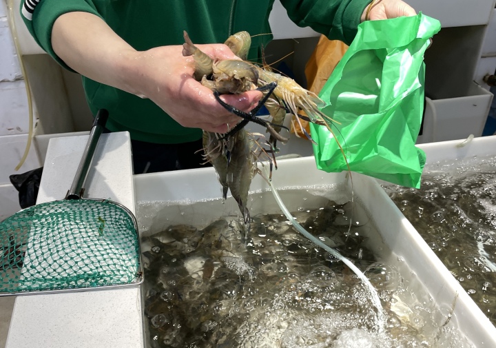 你买海鲜有没有被坑过,海鲜市场为什么买鱼带水称