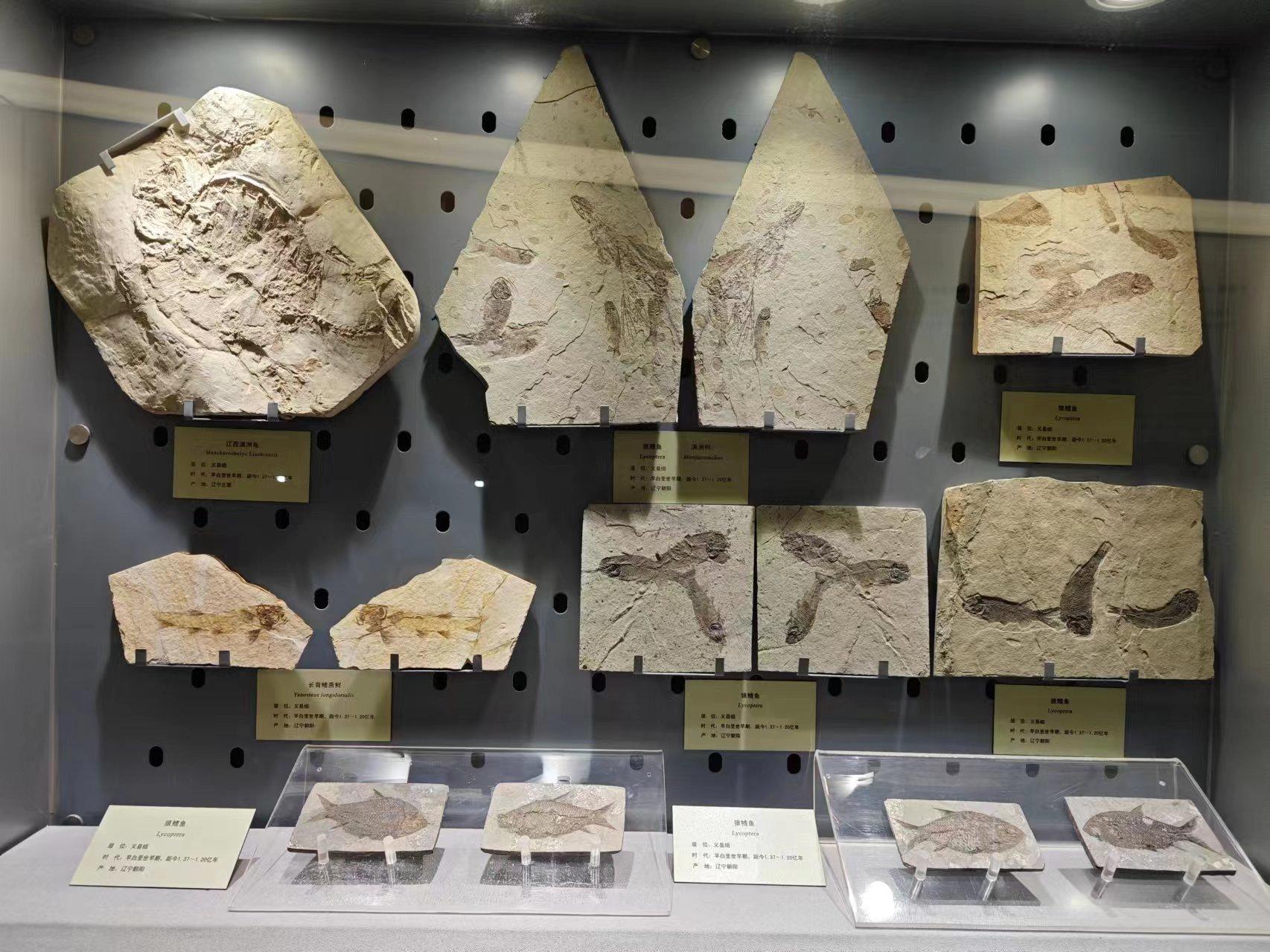 带你走进郑州自然博物馆,郑州有哪些带有恐龙化石的博物馆