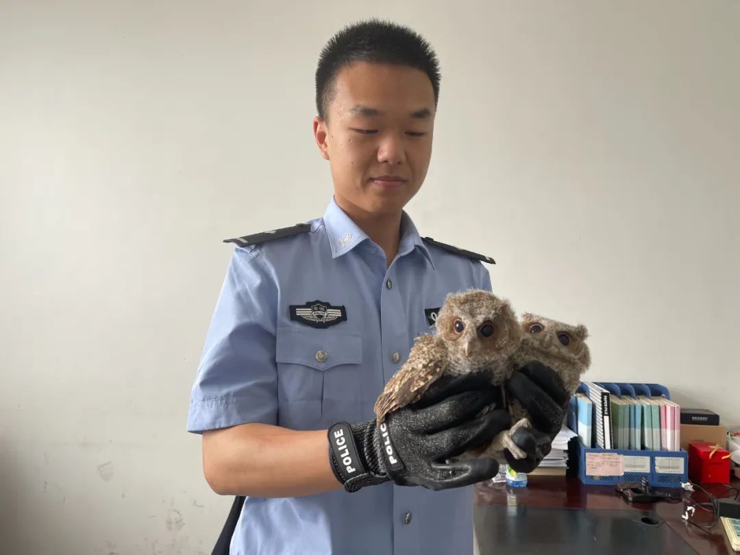 一周内救助多只国家级保护动物,宝兴警方救助一只可爱的野生动物