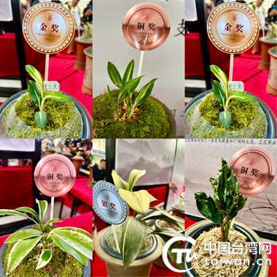 兔耳兰花展览会,云南玉溪兰花展