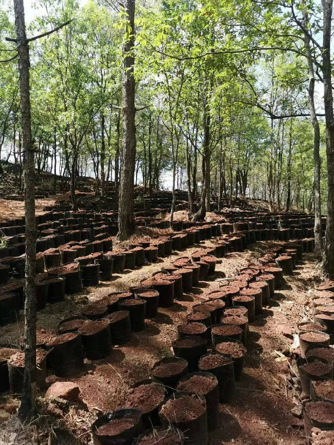 林下“有路”田地“生金”