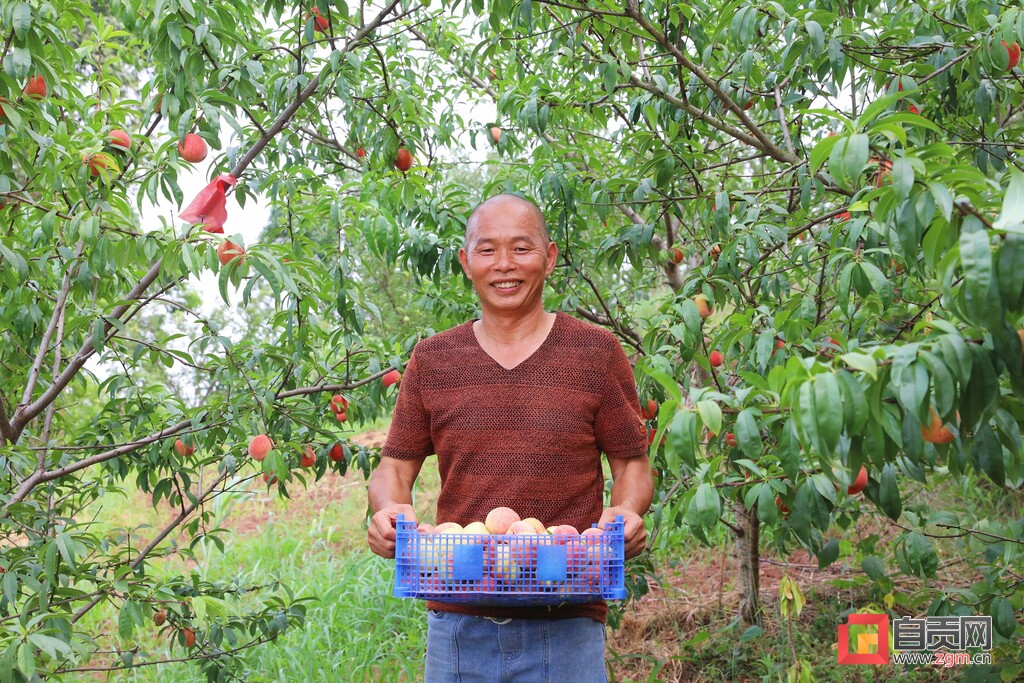 脆果满枝！“桃”经济让生活甜蜜升级