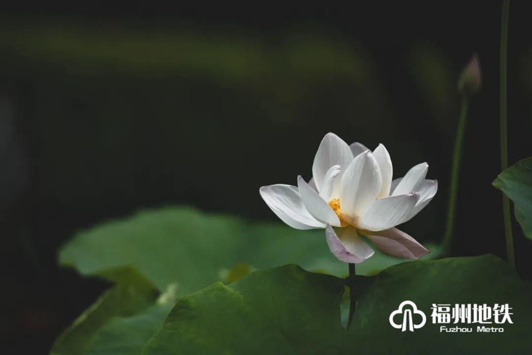 福州地铁4号线花海公园站出入口,福州琴亭湖公园地铁