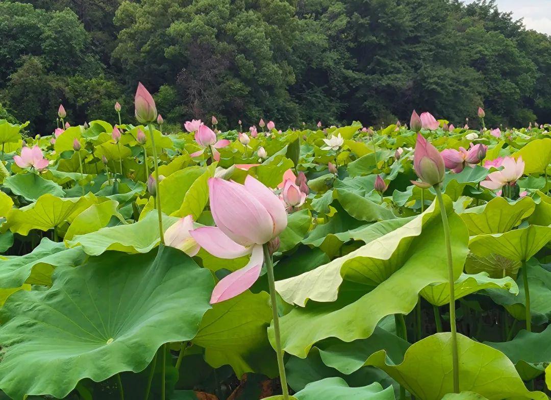 福州地铁4号线花海公园站出入口,福州琴亭湖公园地铁