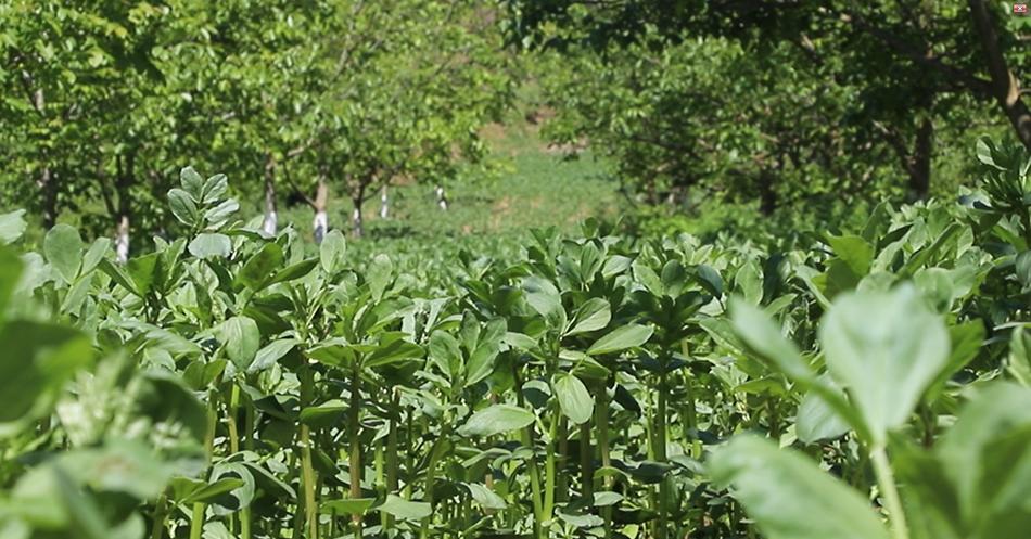 东山镇发展特色产业助贫困户增收,清水县乡村振兴