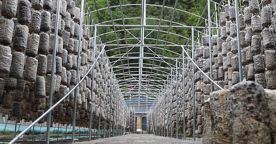 促进乡村特色产业高质量发展,清水县发展产业