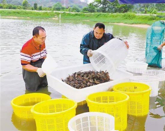 养殖虾赚钱的最佳方法,养殖淡水虾一亩地能赚多少钱
