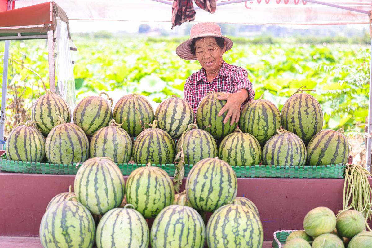 华容区*团蒲**乡，瓜瓜甜到冒泡