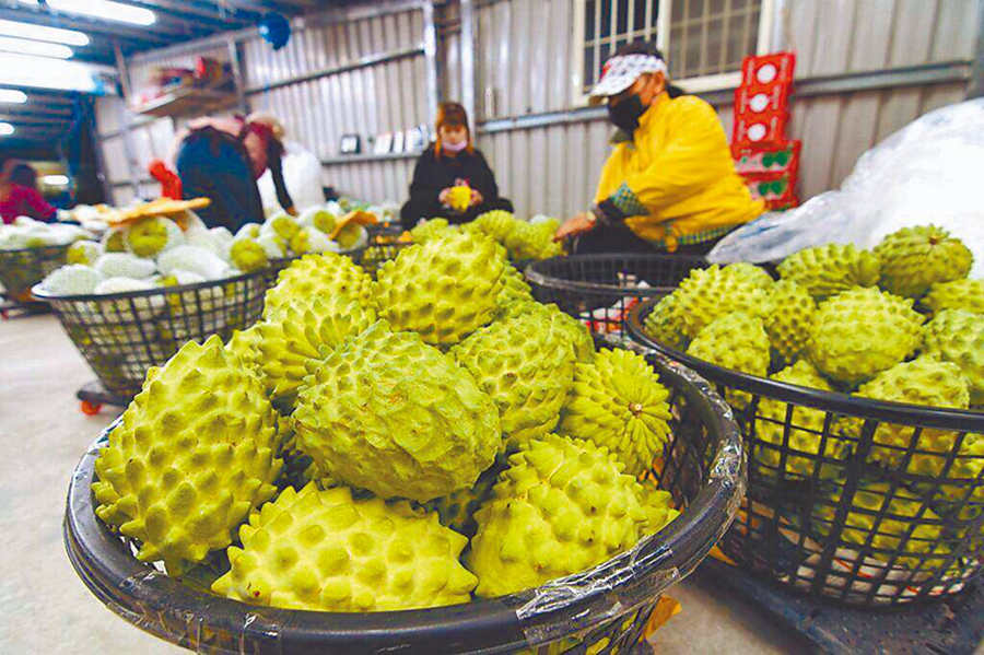 岛内果农苦撑638天后终盼到番荔枝解禁令,*进党民**抹黑大陆搞“*战统**”结果被舆论淹没