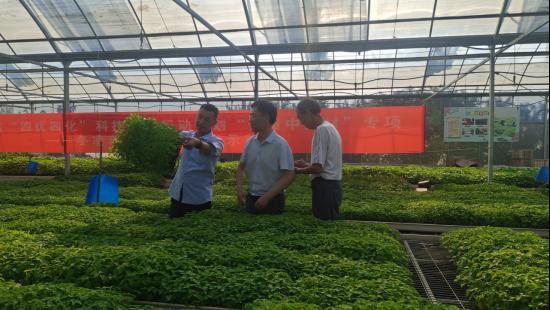 济源冬凌草济世药业有限公司,济源冬凌草产业