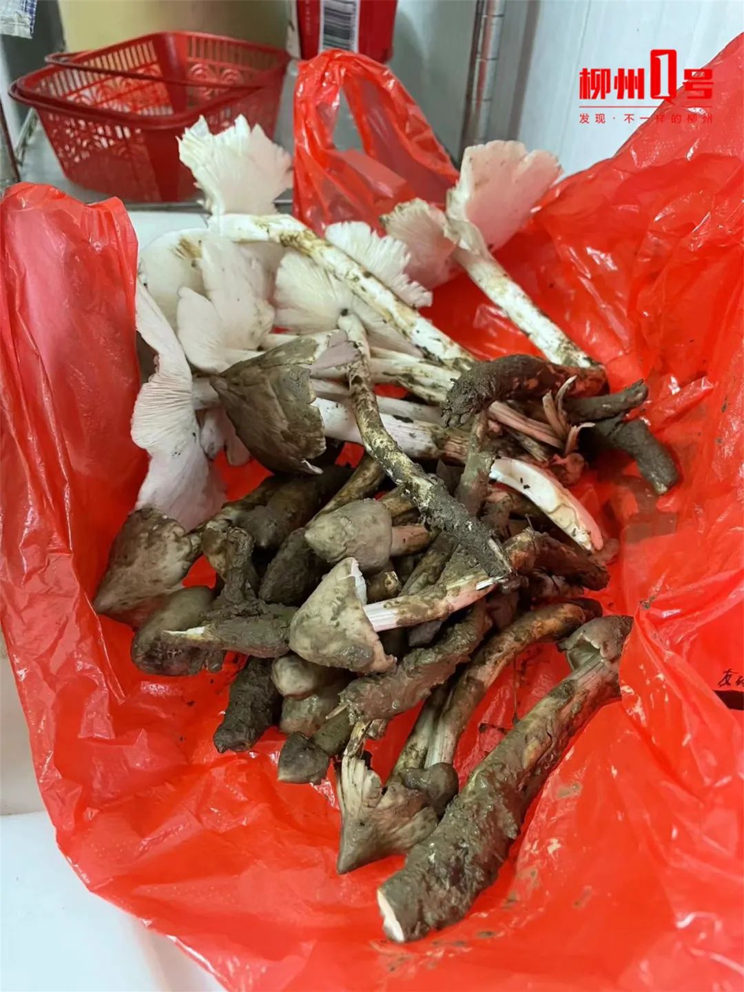 近期增多！味道鲜甜，有人吃完被“放倒”！柳州医生紧急提醒