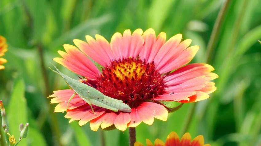 南漳：盛开在六月的天人菊很夏天