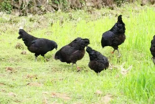 宁夏特色农产品别样美味沪上飘香,宁夏特色农产品固原