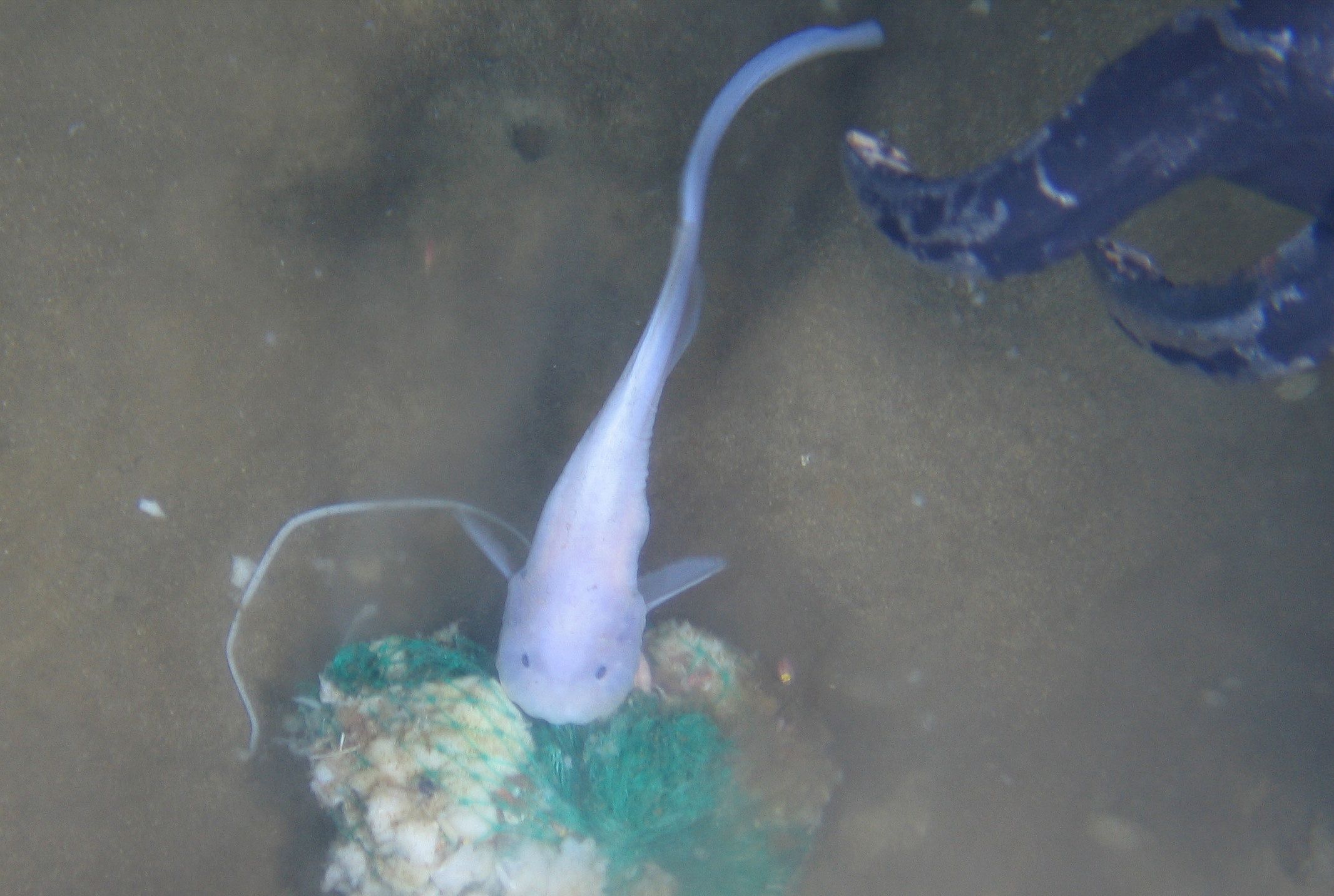 泰坦号为什么要潜水,泰坦尼克号下潜的目的是什么