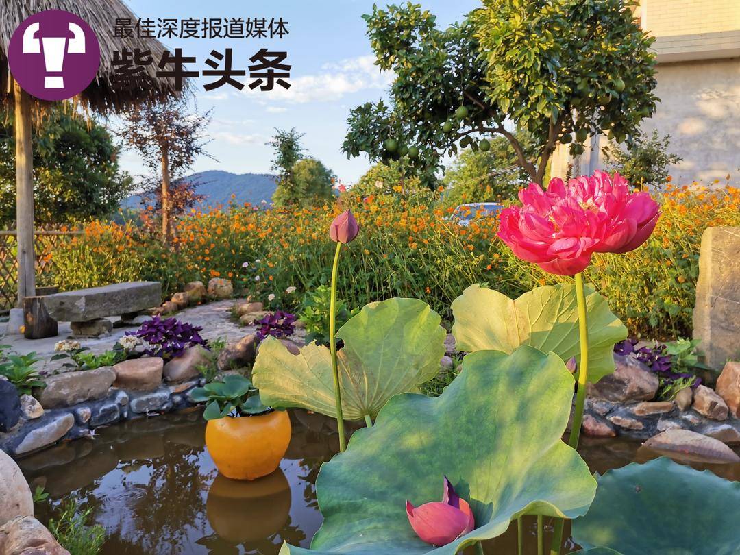 农民大叔3年打造出“梦中情院”：好多人来打卡，农产品不够卖