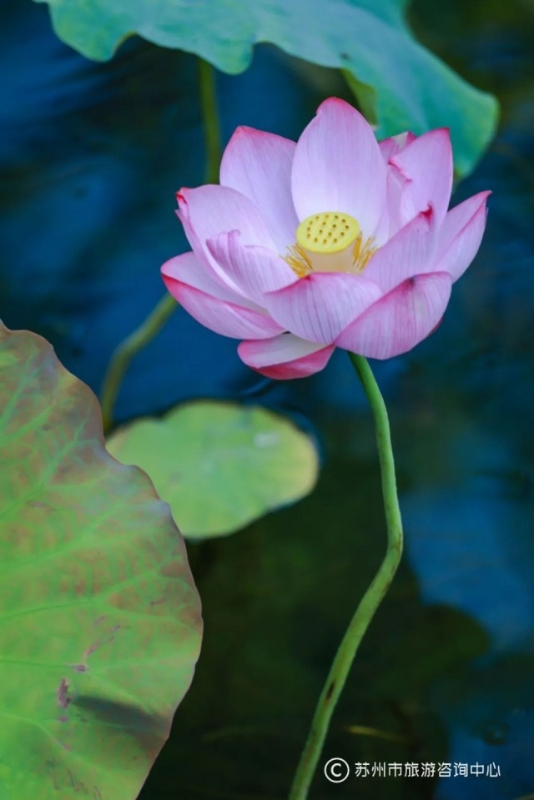 苏州旅游攻略必去景点排行榜,上海苏州杭州自由行旅游攻略