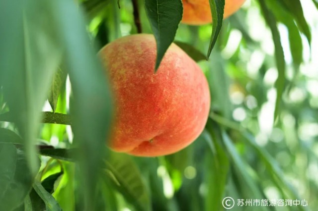 苏州旅游攻略必去景点排行榜,上海苏州杭州自由行旅游攻略