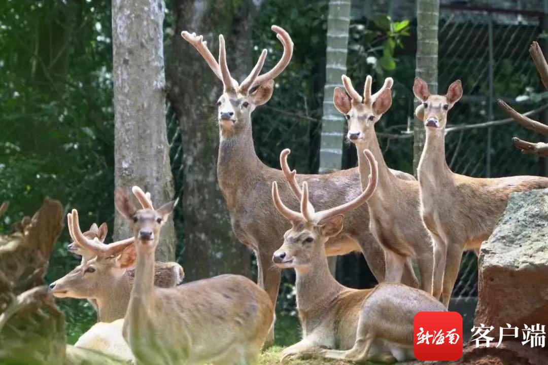 海南暑假旅游攻略自由行,海南研学亲子游