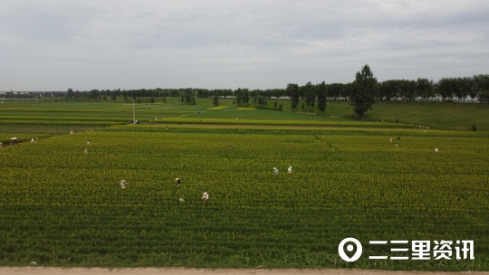 【创业100】黄花菜大产业，大荔黄花集团总经理：力争销售破亿元