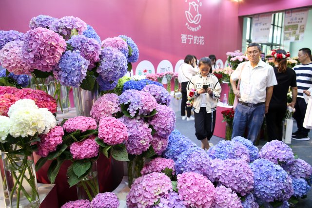 有一种叫云南的生活｜“郑和故里·云花灿烂”！2023晋宁玫瑰节启幕