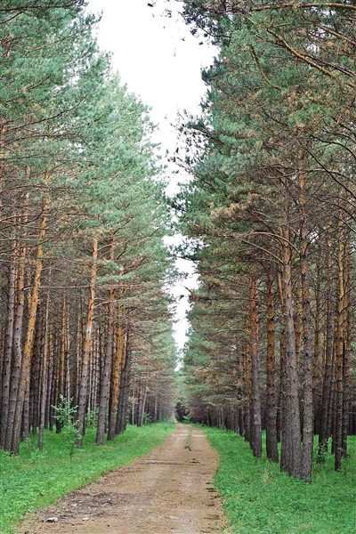 【凝心聚力谋发展且以诗意共远方】绿水描秀色青山作画屏——走进“油画之城”写生地鄂温克族自治旗红花尔基镇