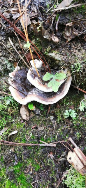 开屏策划｜上哪找菌、怎么识菌？云南捡菌“老司机”这样说→